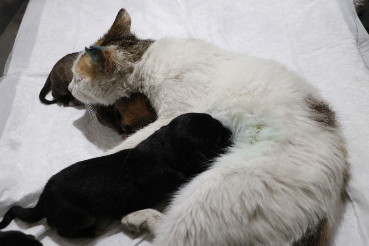 Çanakkale de yavrularını kaybeden kedi, yavru köpeklere anne oldu #5