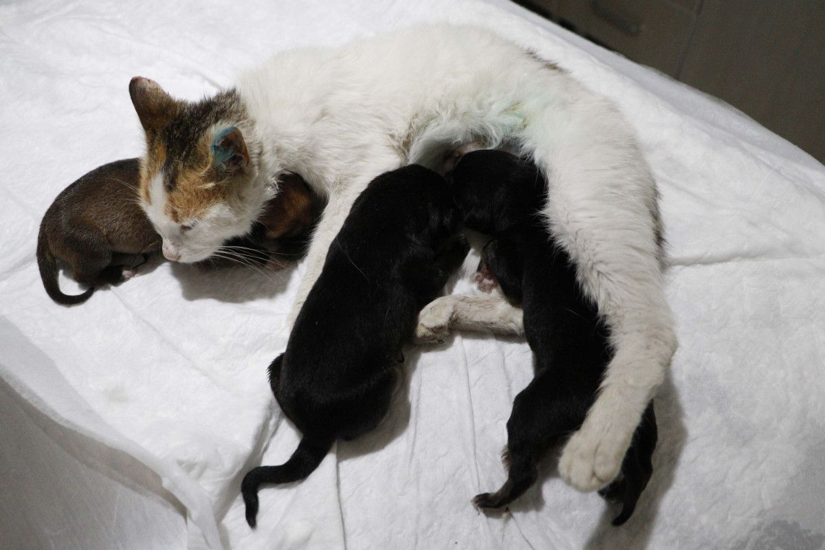 Çanakkale de yavrularını kaybeden kedi, yavru köpeklere anne oldu #1