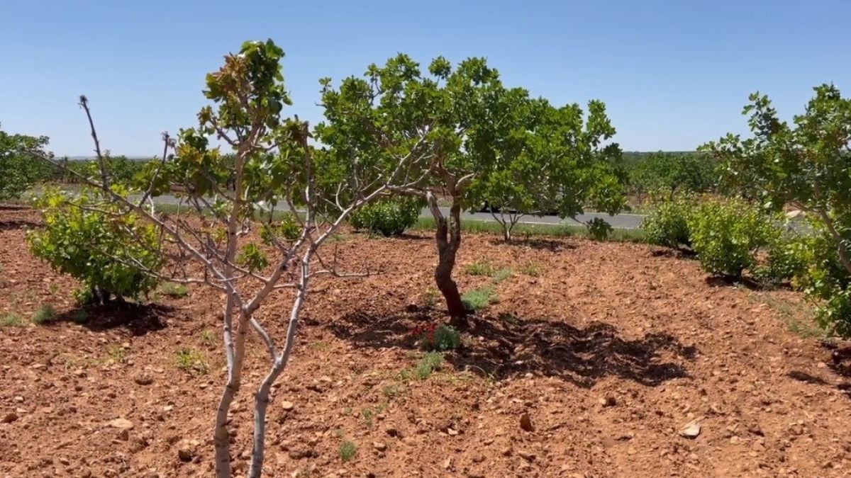 Şanlıurfa’da ekili arazilerin zararı, tarım sigortasının önemini ortaya koydu #3