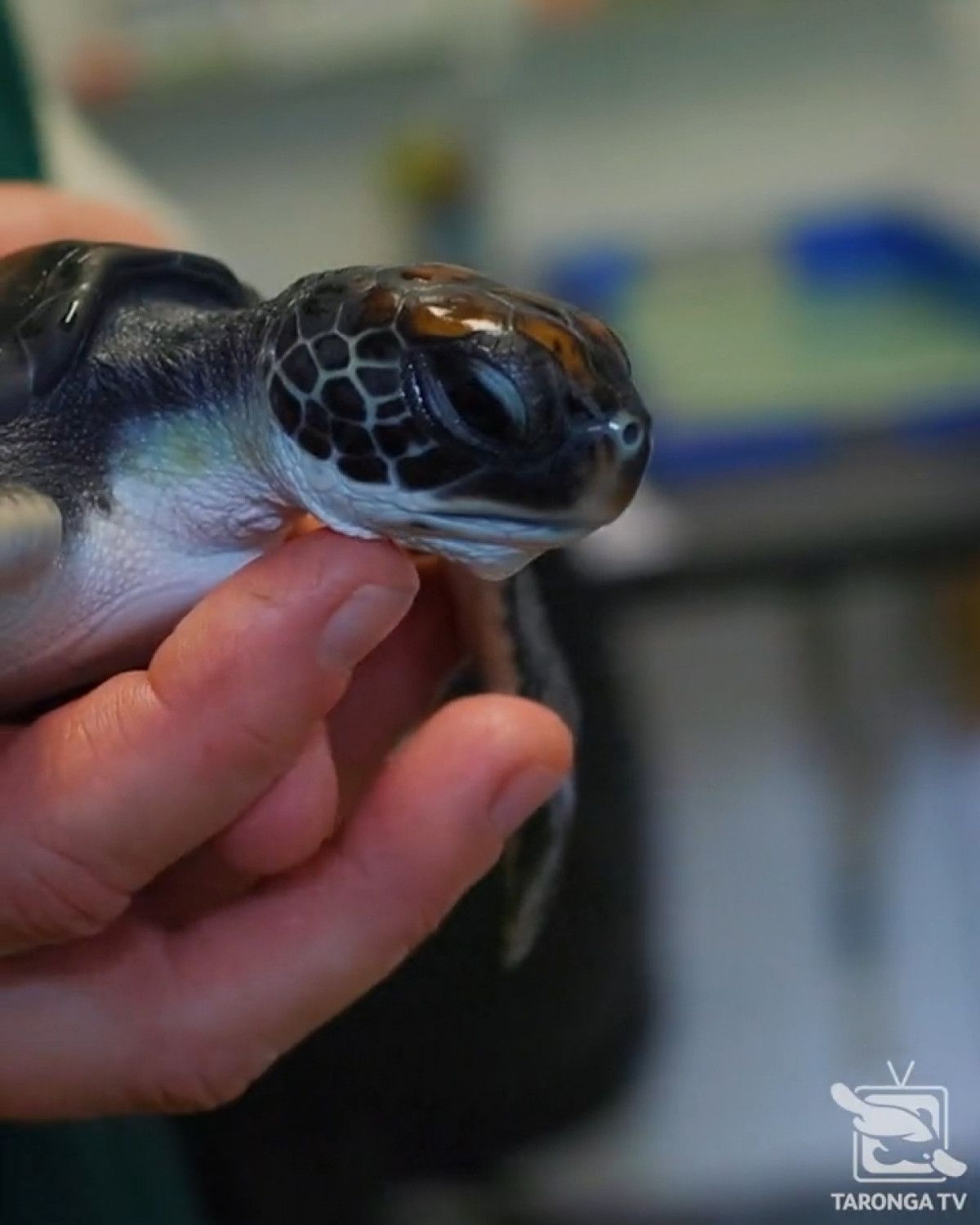 Only plastic was found in the stomach of a turtle rescued in Australia #4