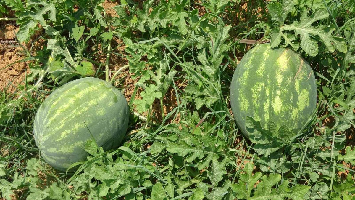 Yalıncak Karpuzu nda hasat rötarlı başladı #9
