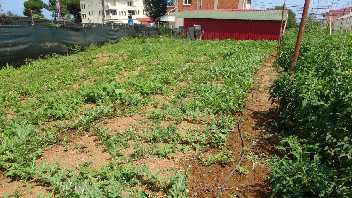 Yalıncak Karpuzu nda hasat rötarlı başladı #4