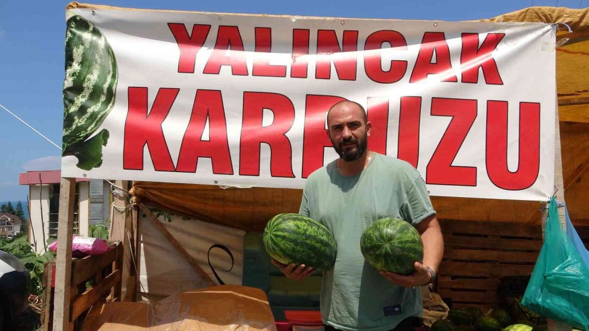 Yalıncak Karpuzu nda hasat rötarlı başladı #2