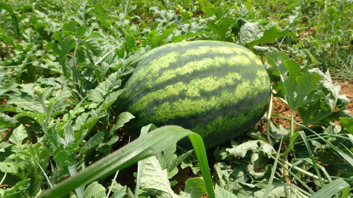 Yalıncak Karpuzu nda hasat rötarlı başladı #1