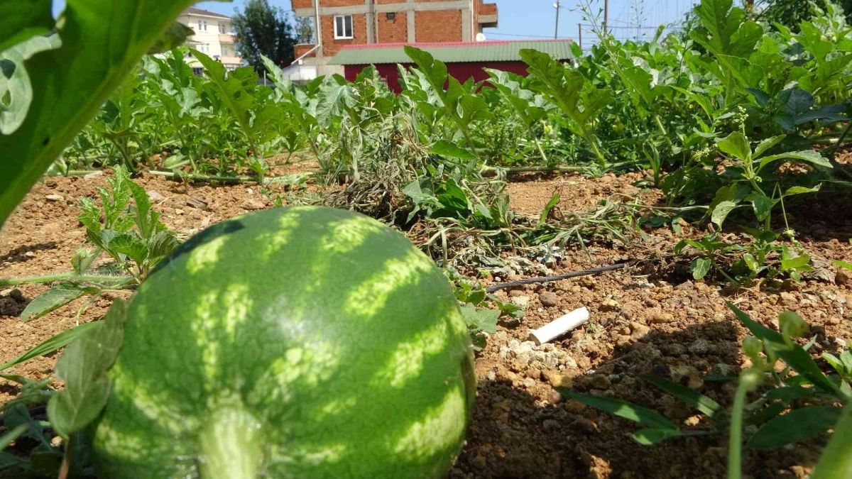 Yalıncak Karpuzu nda hasat rötarlı başladı #5