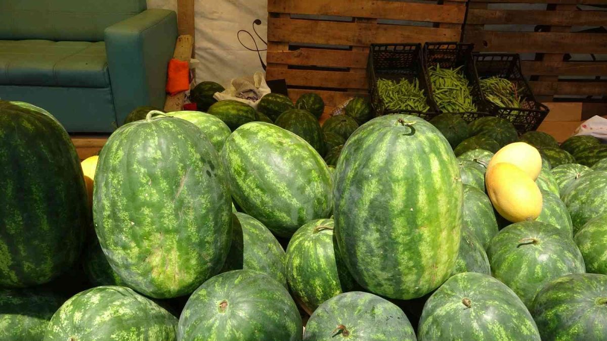 Yalıncak Karpuzu nda hasat rötarlı başladı #6