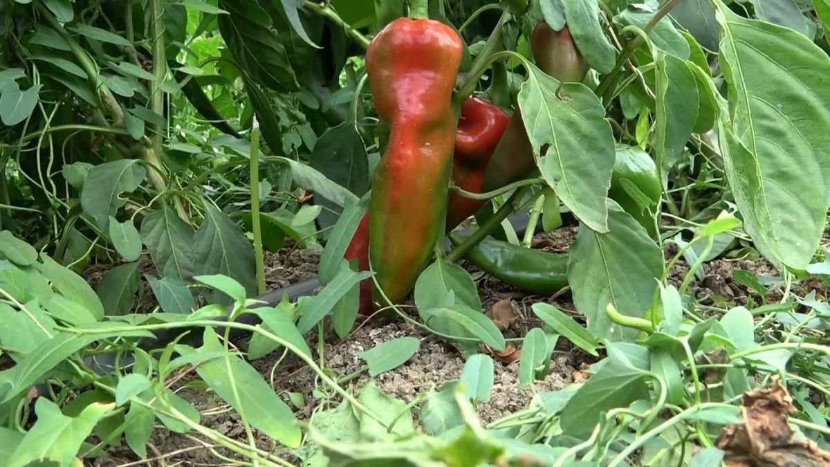 İstanbul un göbeğindeki tarlalardan sebze topluyorlar #5