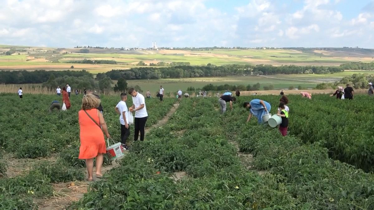 İstanbul un göbeğindeki tarlalardan sebze topluyorlar #1