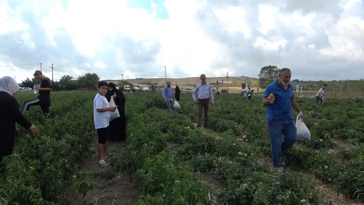 İstanbul un göbeğindeki tarlalardan sebze topluyorlar #4