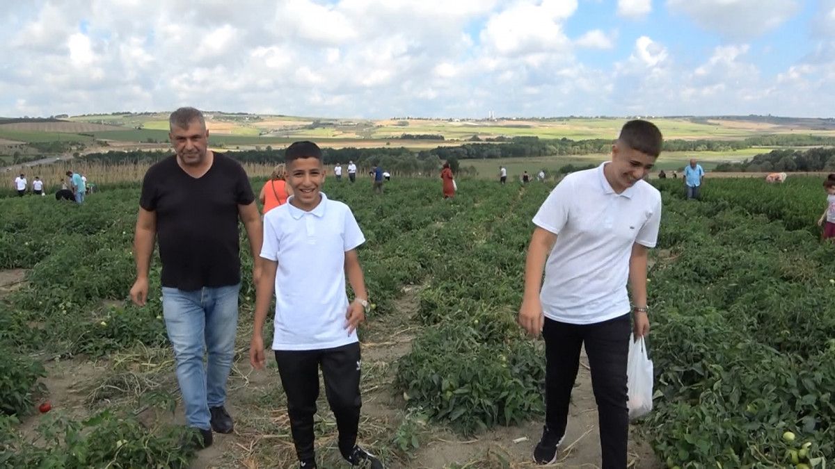 İstanbul un göbeğindeki tarlalardan sebze topluyorlar #2