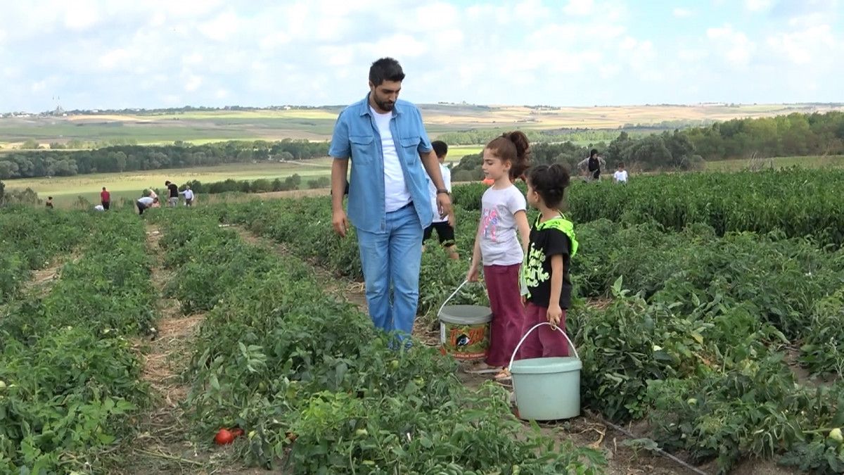 İstanbul un göbeğindeki tarlalardan sebze topluyorlar #3