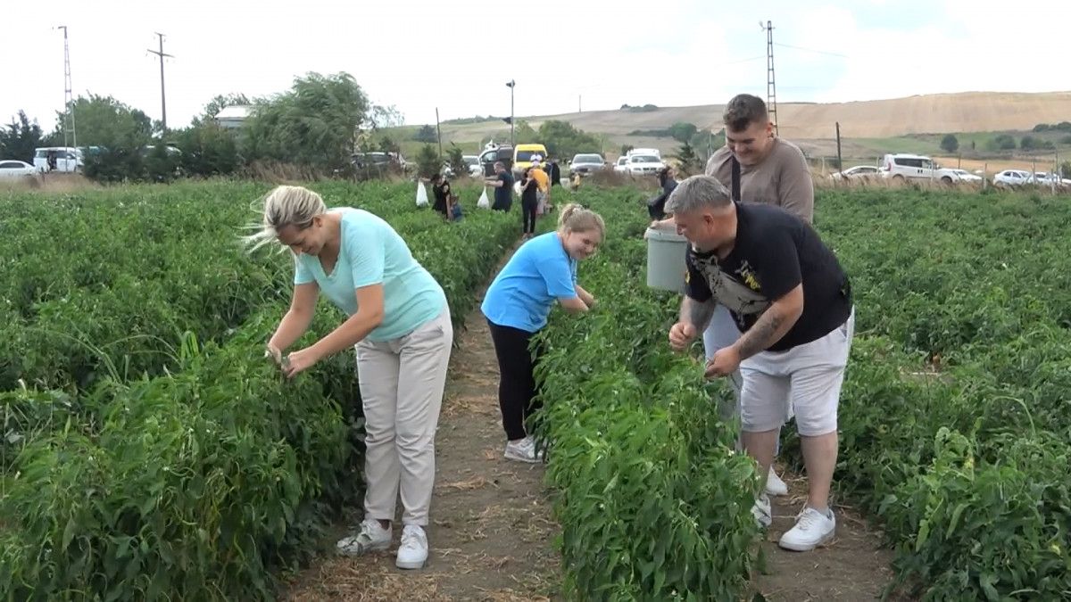 İstanbul un göbeğindeki tarlalardan sebze topluyorlar #8
