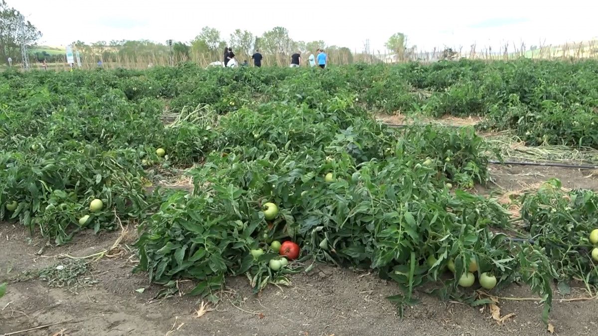 İstanbul un göbeğindeki tarlalardan sebze topluyorlar #6