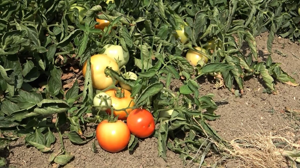 İstanbul un göbeğindeki tarlalardan sebze topluyorlar #7