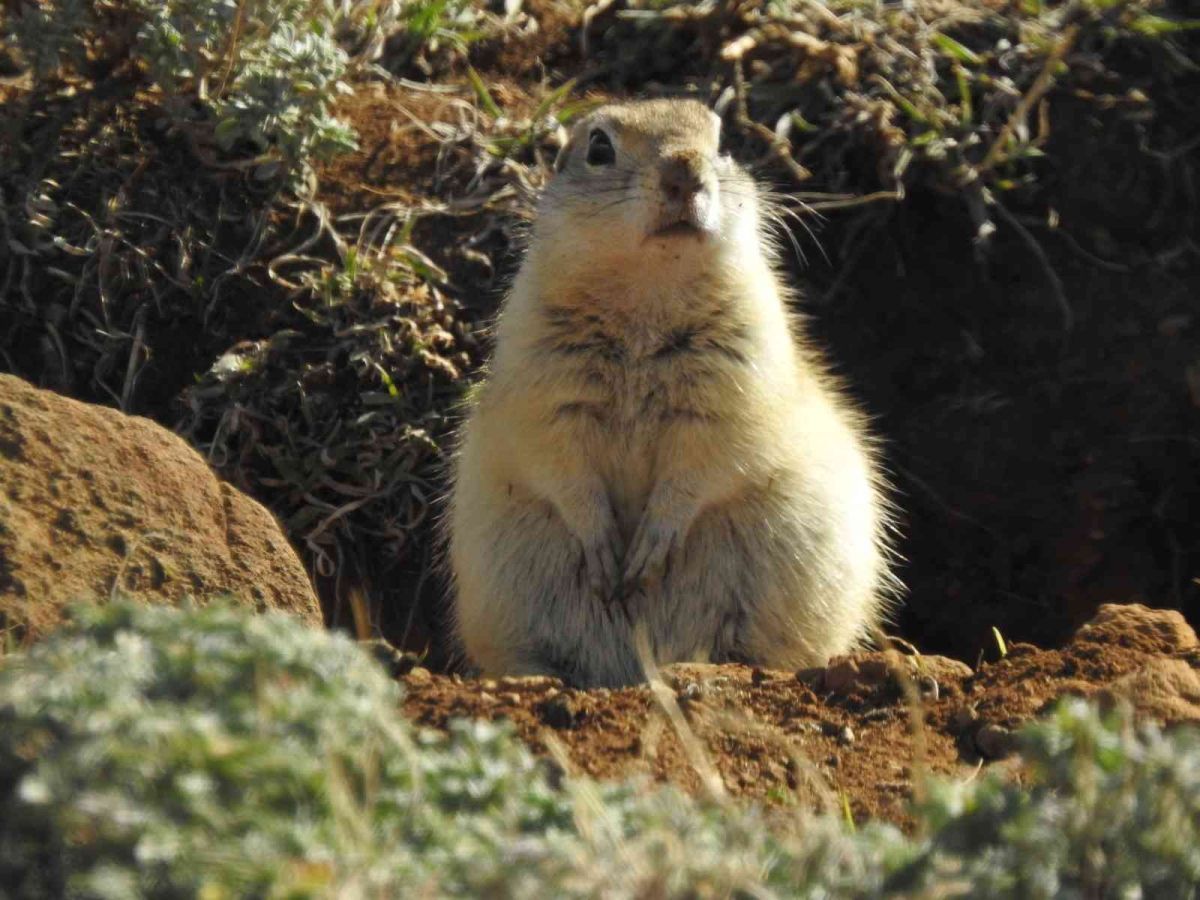 Erzincan’da Anadolu gelengisinin sevimli halleri #1