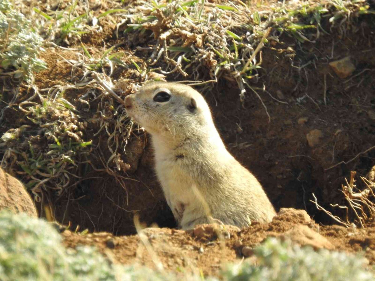 Erzincan’da Anadolu gelengisinin sevimli halleri #2