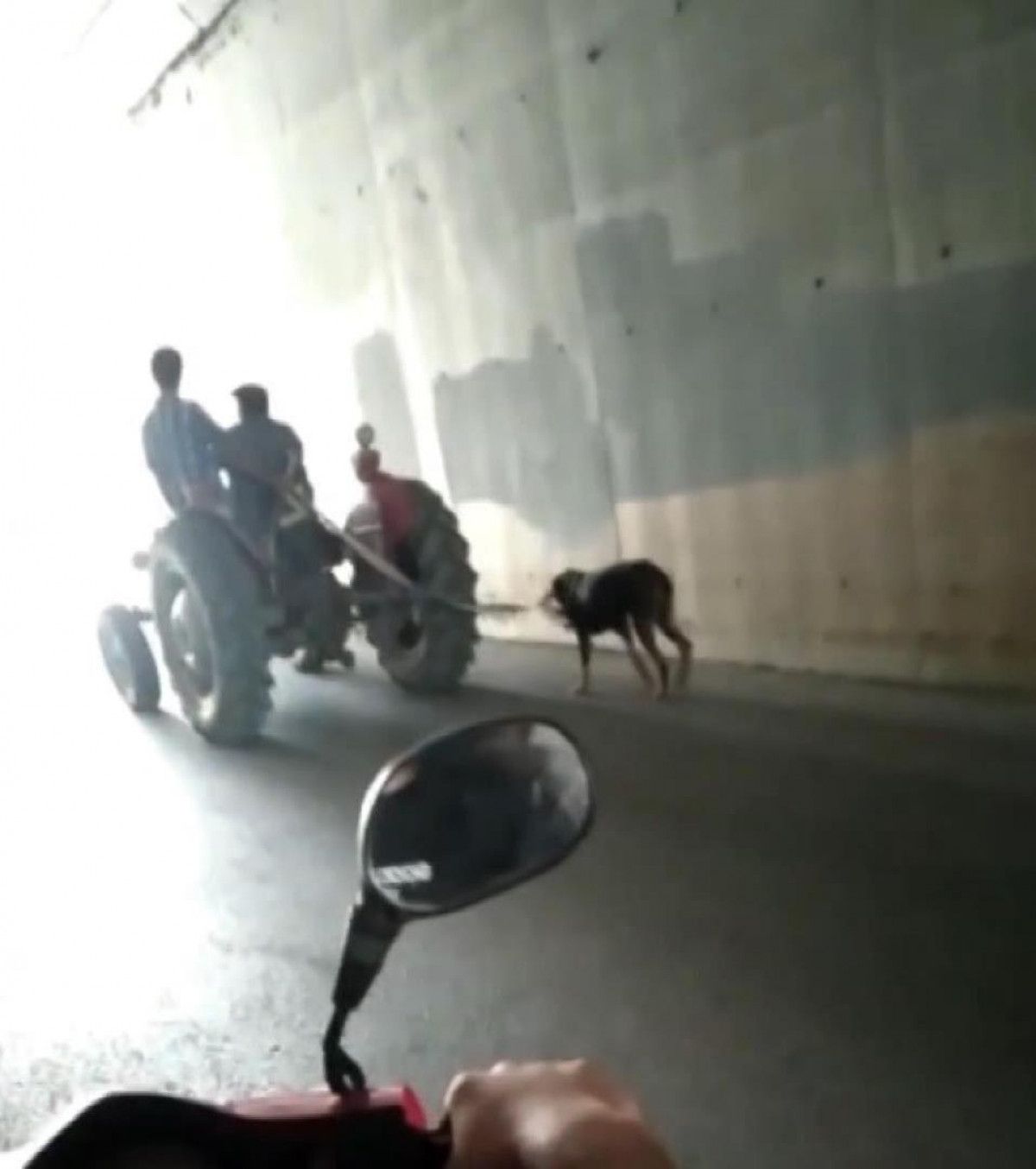 Sultanbeyli de traktöre bağlanan köpeğe eziyet #3