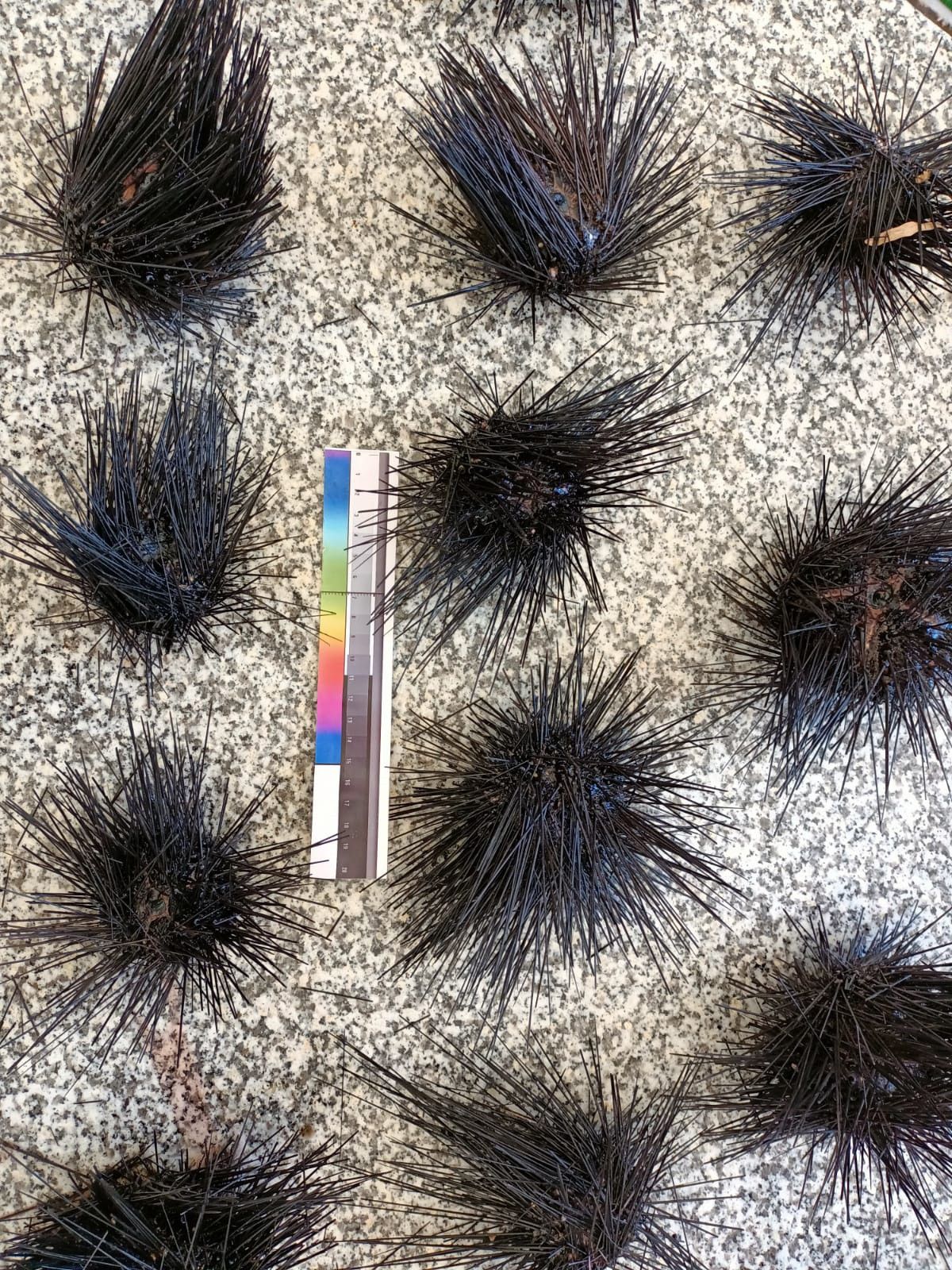 Toxic invasive sea urchins exported to Italy #1