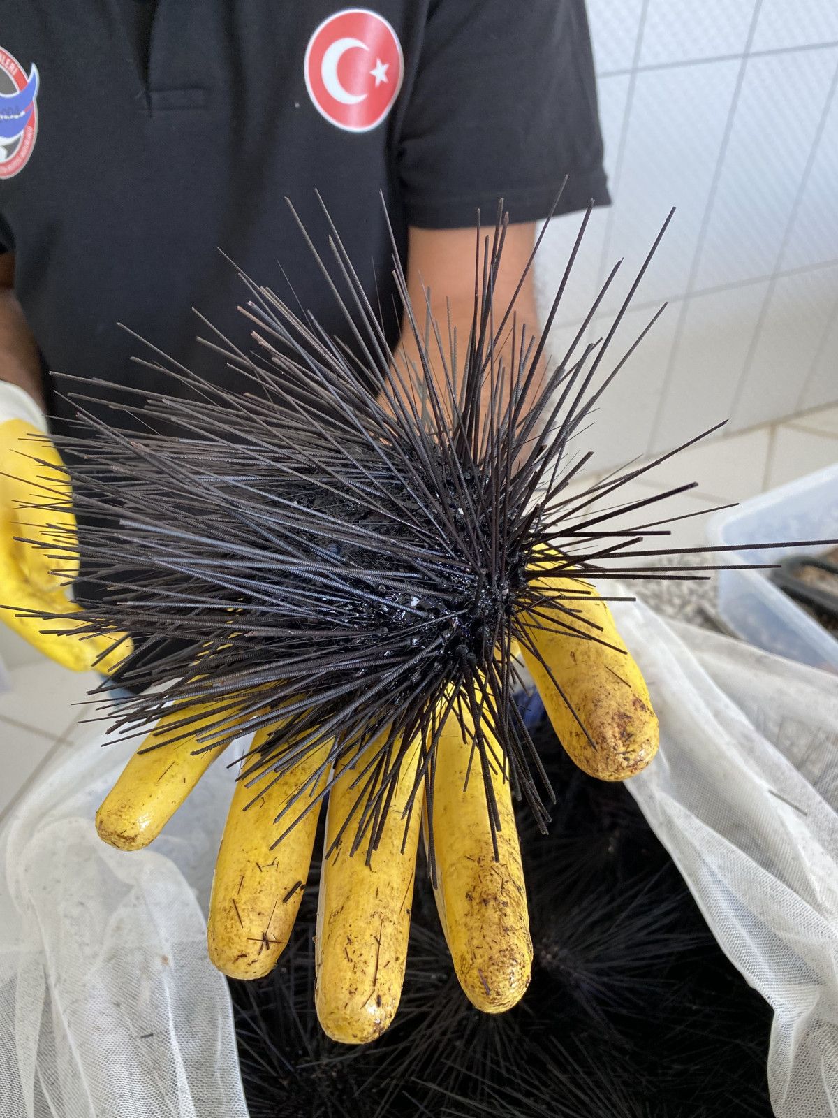 Toxic invasive sea urchins exported to Italy #5