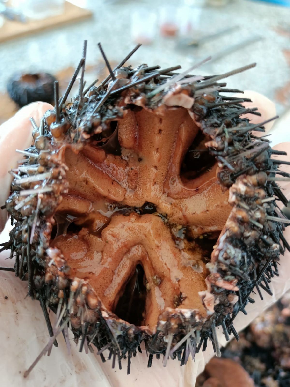 Toxic invasive sea urchins exported to Italy #4
