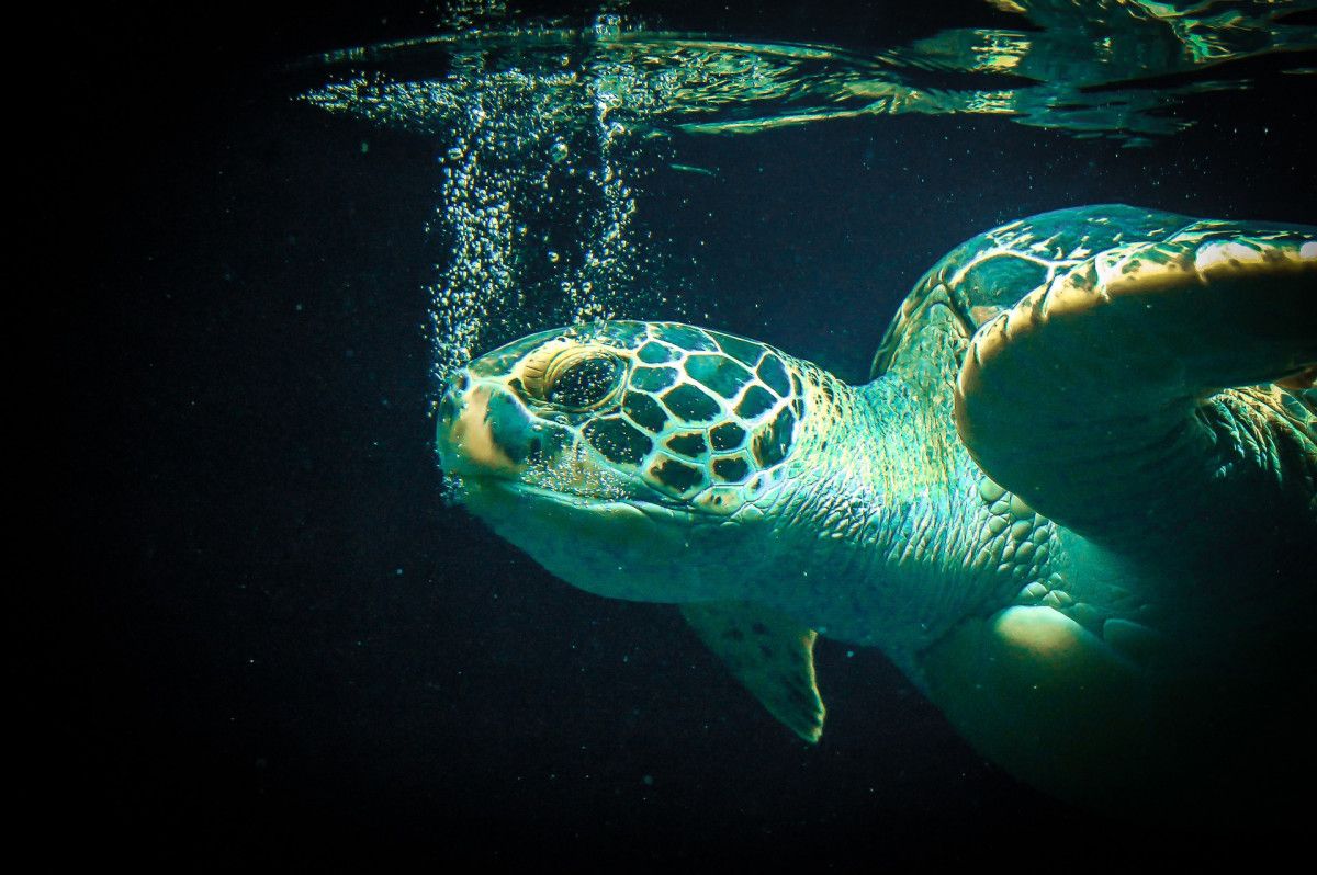 30 yılda 1.1 milyon deniz kaplumbağası öldürüldü #3