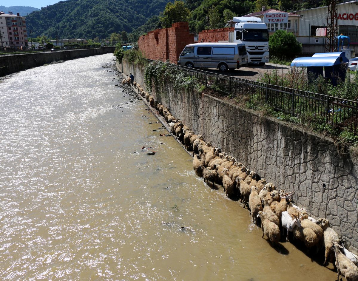 Trabzon da çoban uyudu, küçükbaş sürüsü derede mahsur kaldı #1