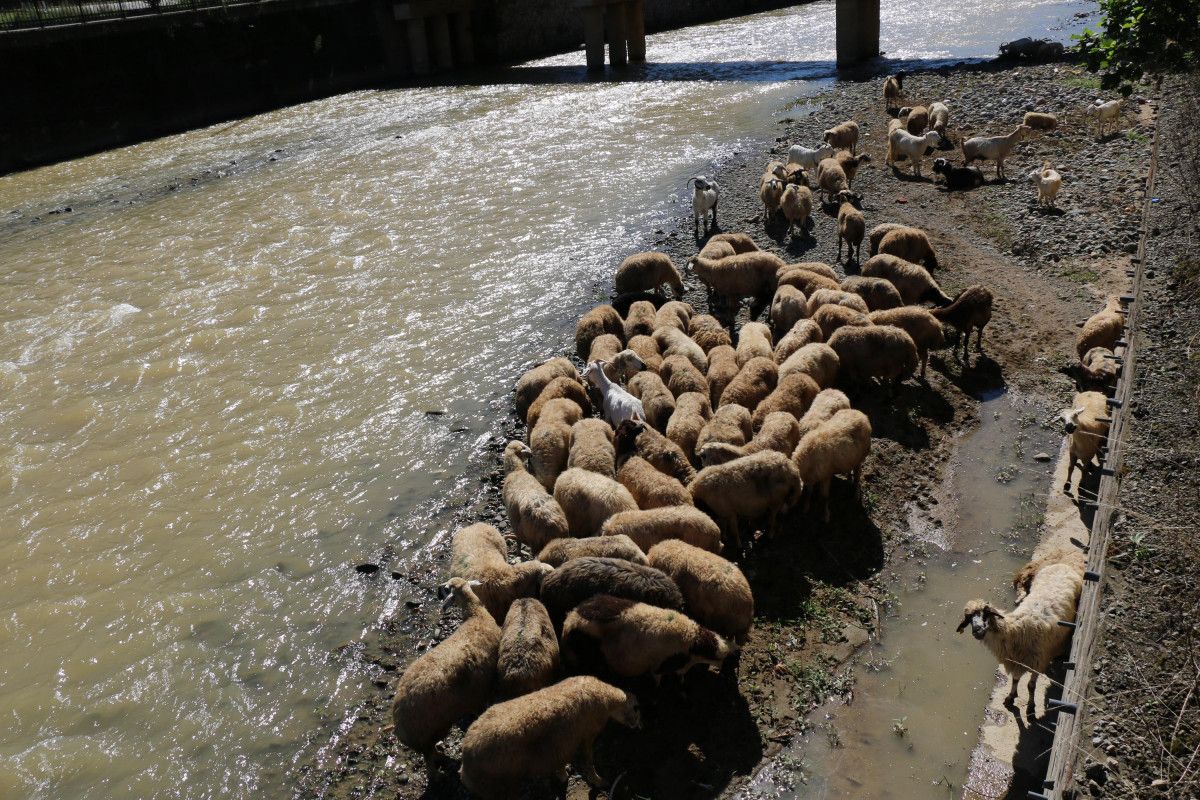 Trabzon da çoban uyudu, küçükbaş sürüsü derede mahsur kaldı #6