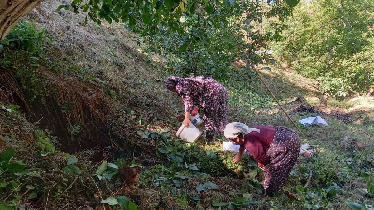 Ege’de ceviz hasadı başladı #4