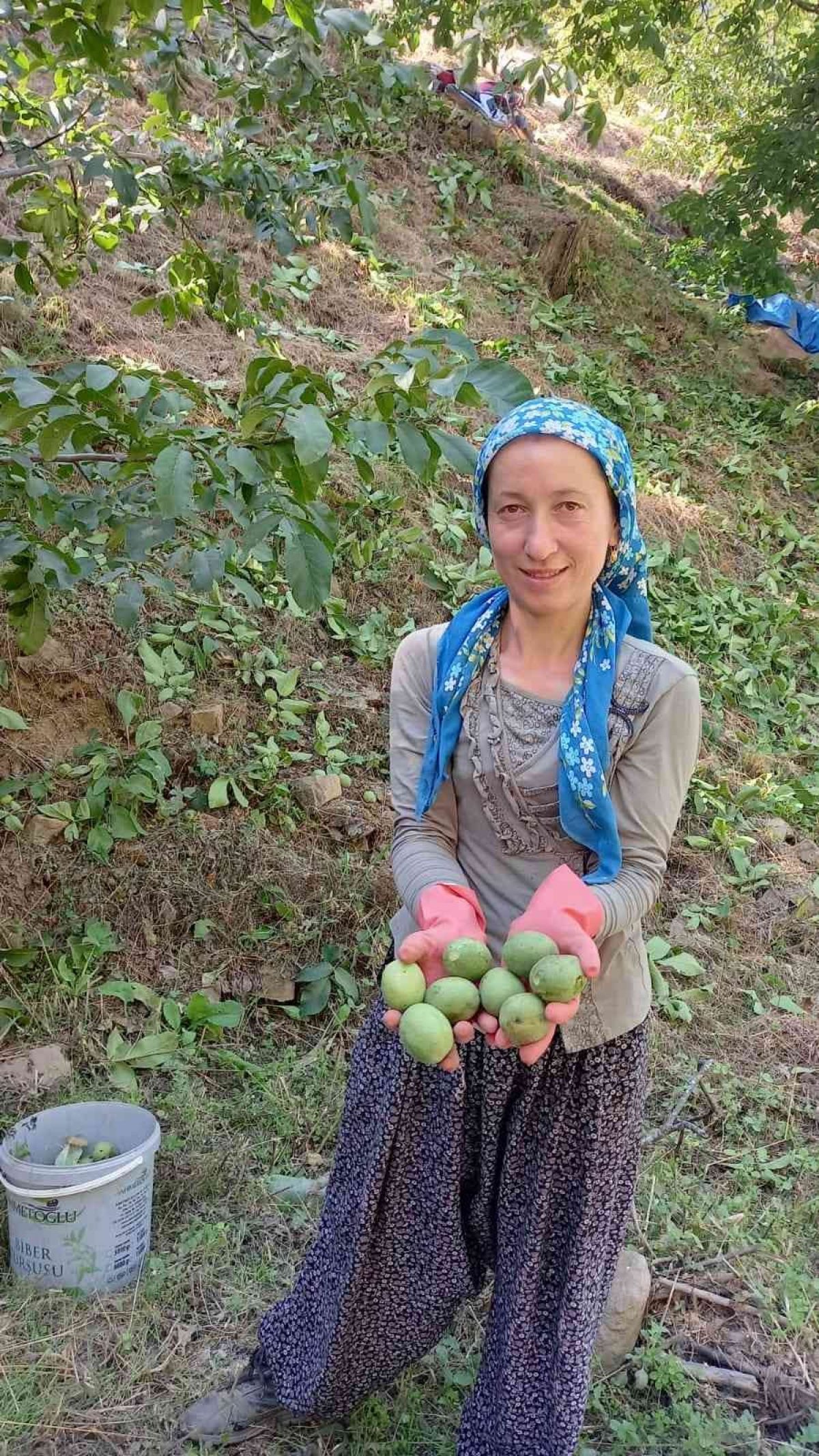 Ege’de ceviz hasadı başladı #6