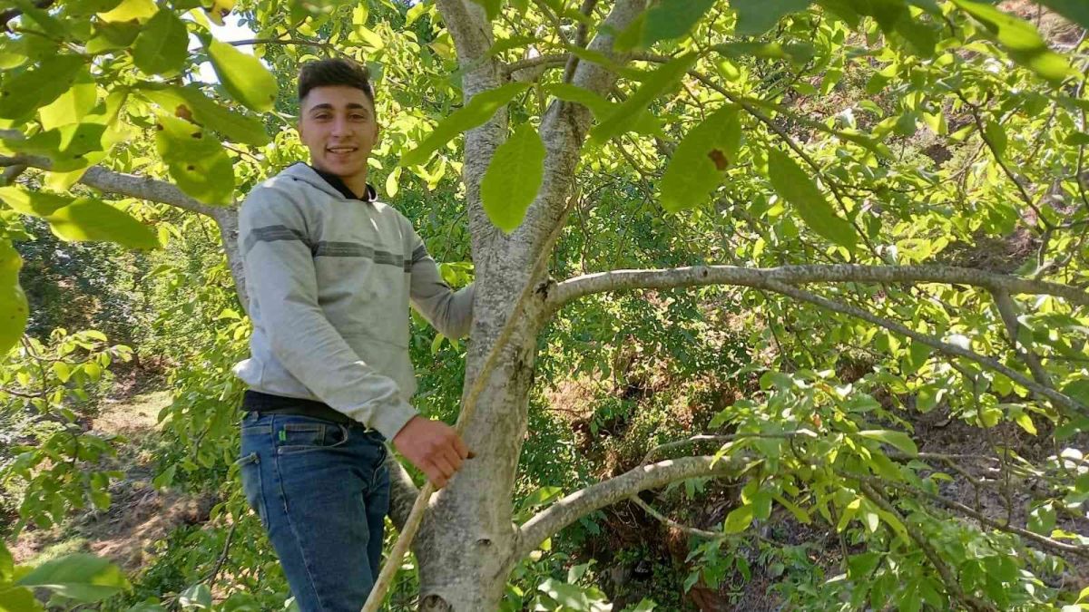 Ege’de ceviz hasadı başladı #2