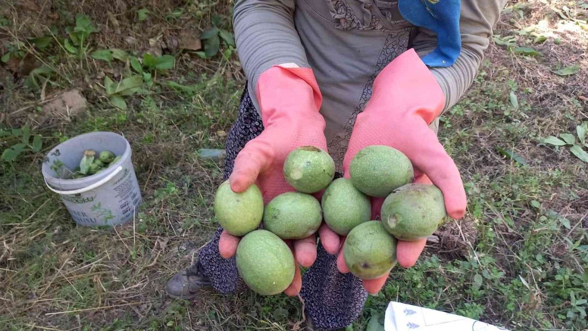 Ege’de ceviz hasadı başladı #3