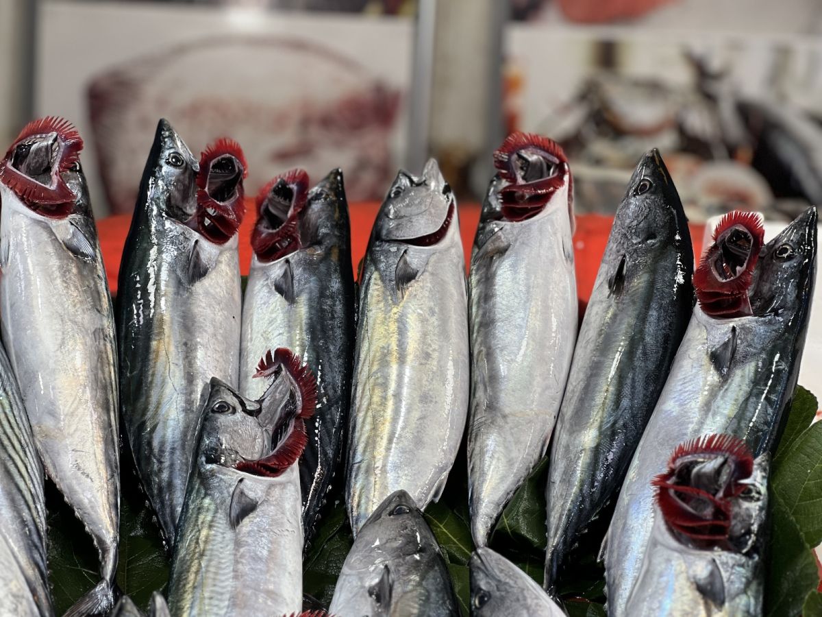 İstanbullu balıkçılar: Palamutu bol alın, dondurucuda saklayın #3