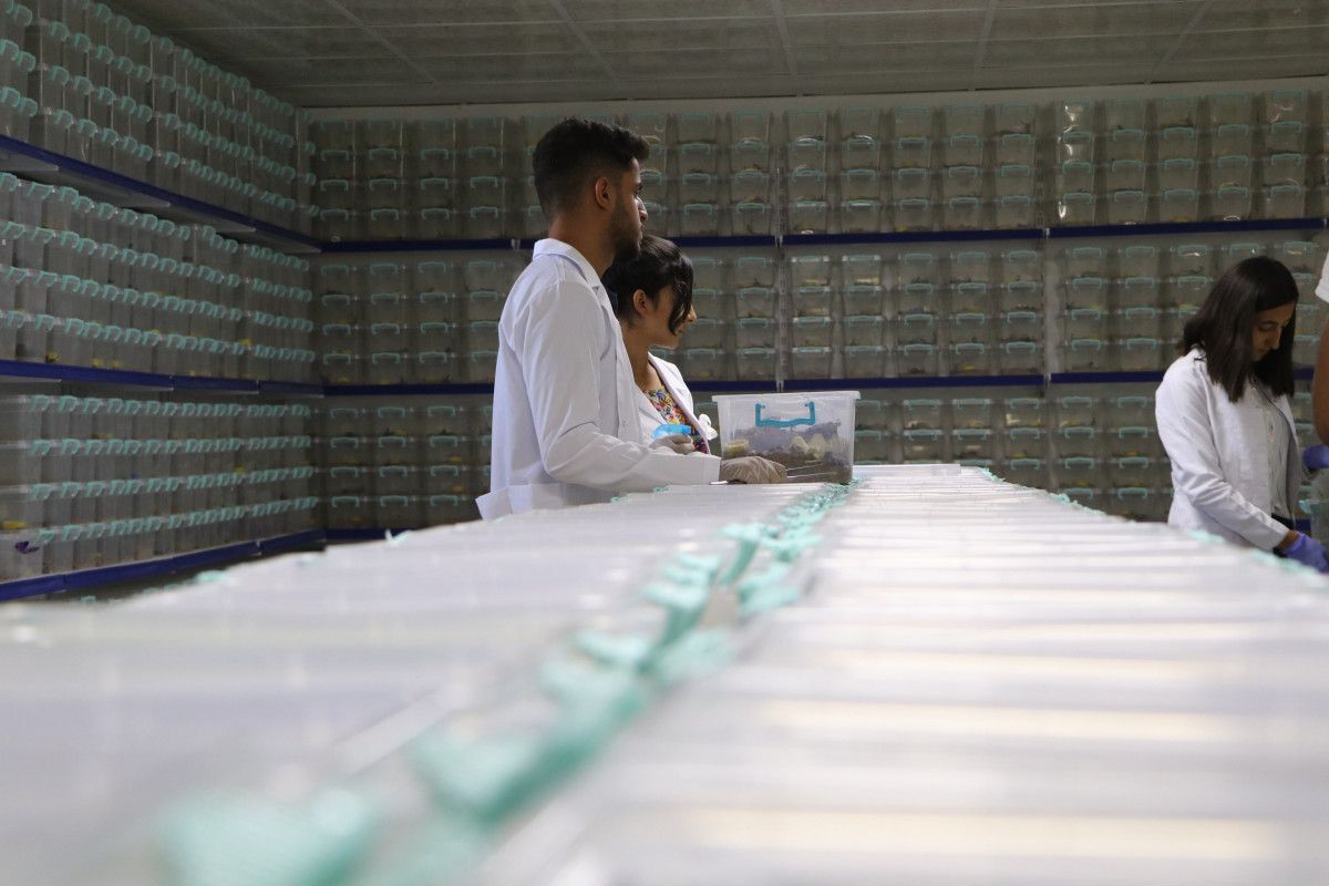 Şanlıurfa da litresi 10 milyon dolardan akrep zehri satılıyor #8
