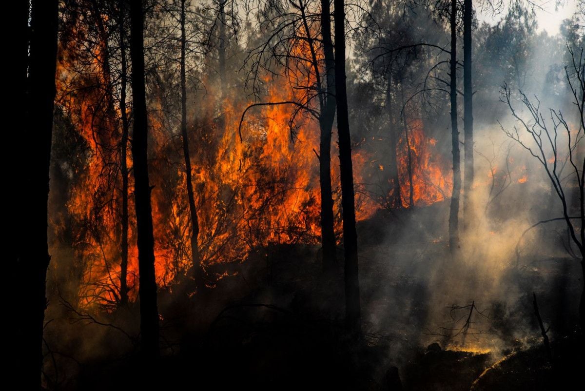 Tarihin en büyük yangınında yeşile dönüş yüzde 80 tamamlandı #4