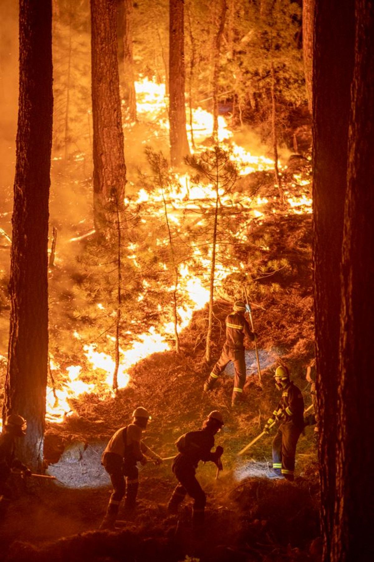 Tarihin en büyük yangınında yeşile dönüş yüzde 80 tamamlandı #10