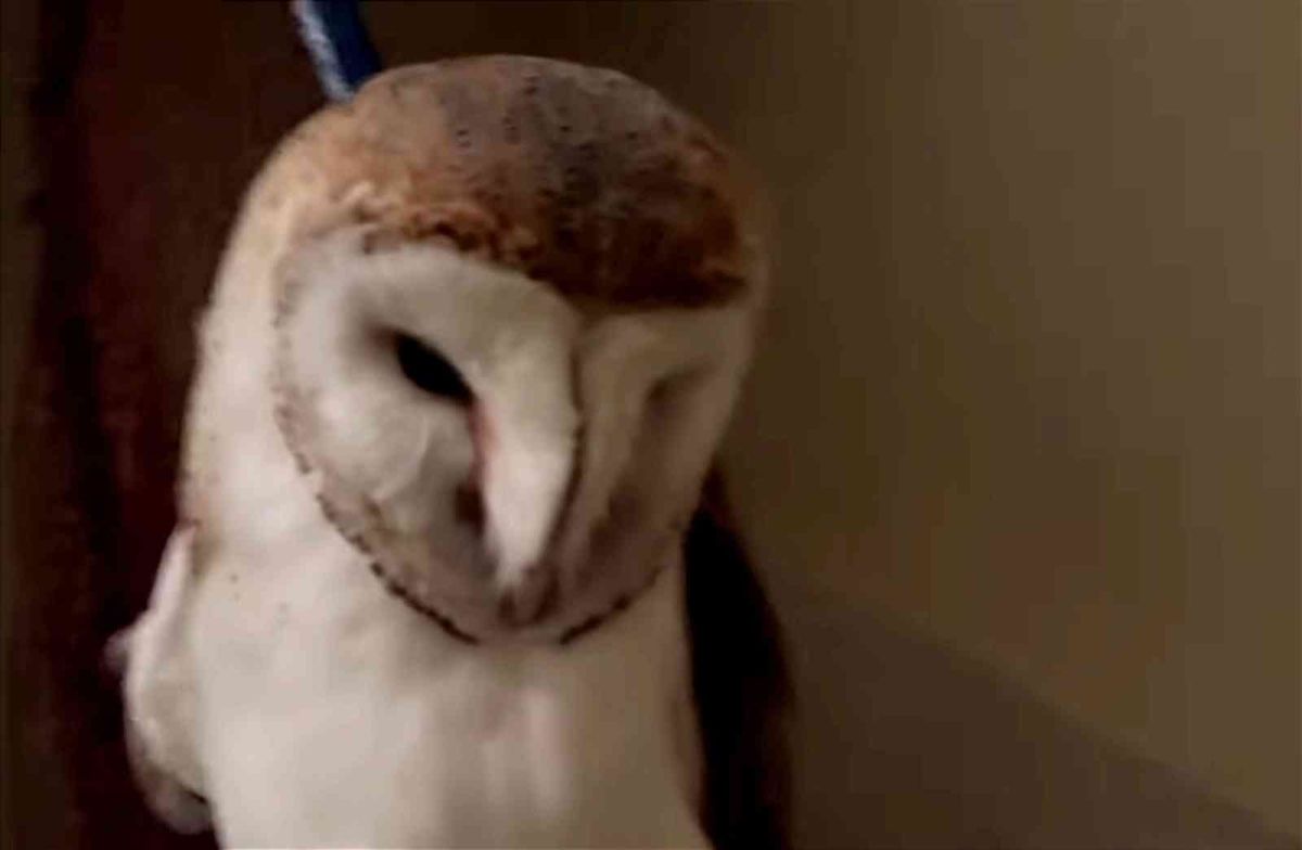 Bursa da merdiven boşluğuna düşen baykuş kurtarıldı #5