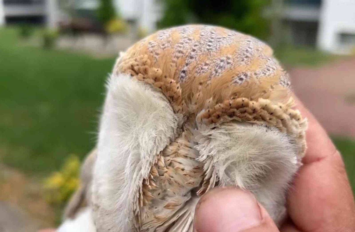 Bursa da merdiven boşluğuna düşen baykuş kurtarıldı #4