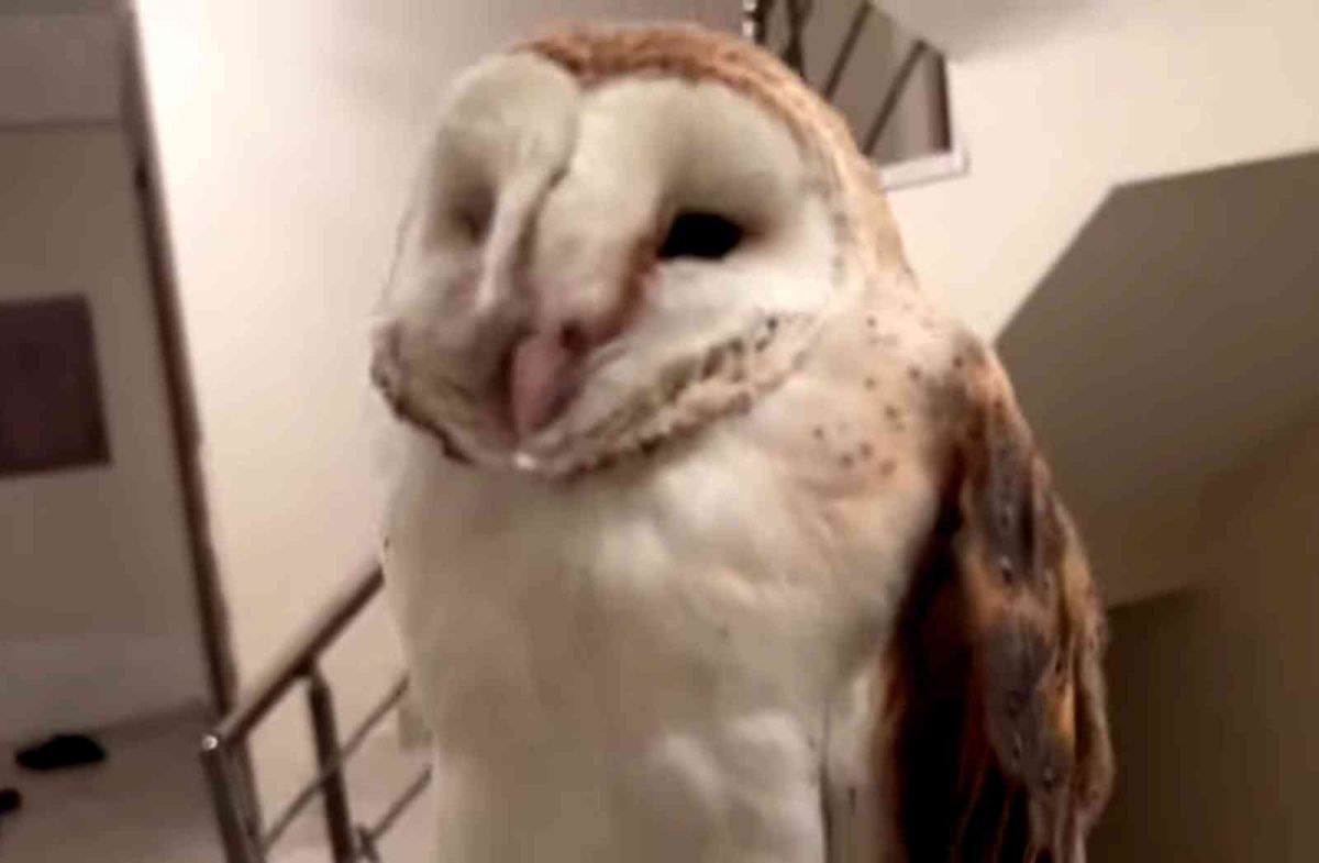 Bursa da merdiven boşluğuna düşen baykuş kurtarıldı #3