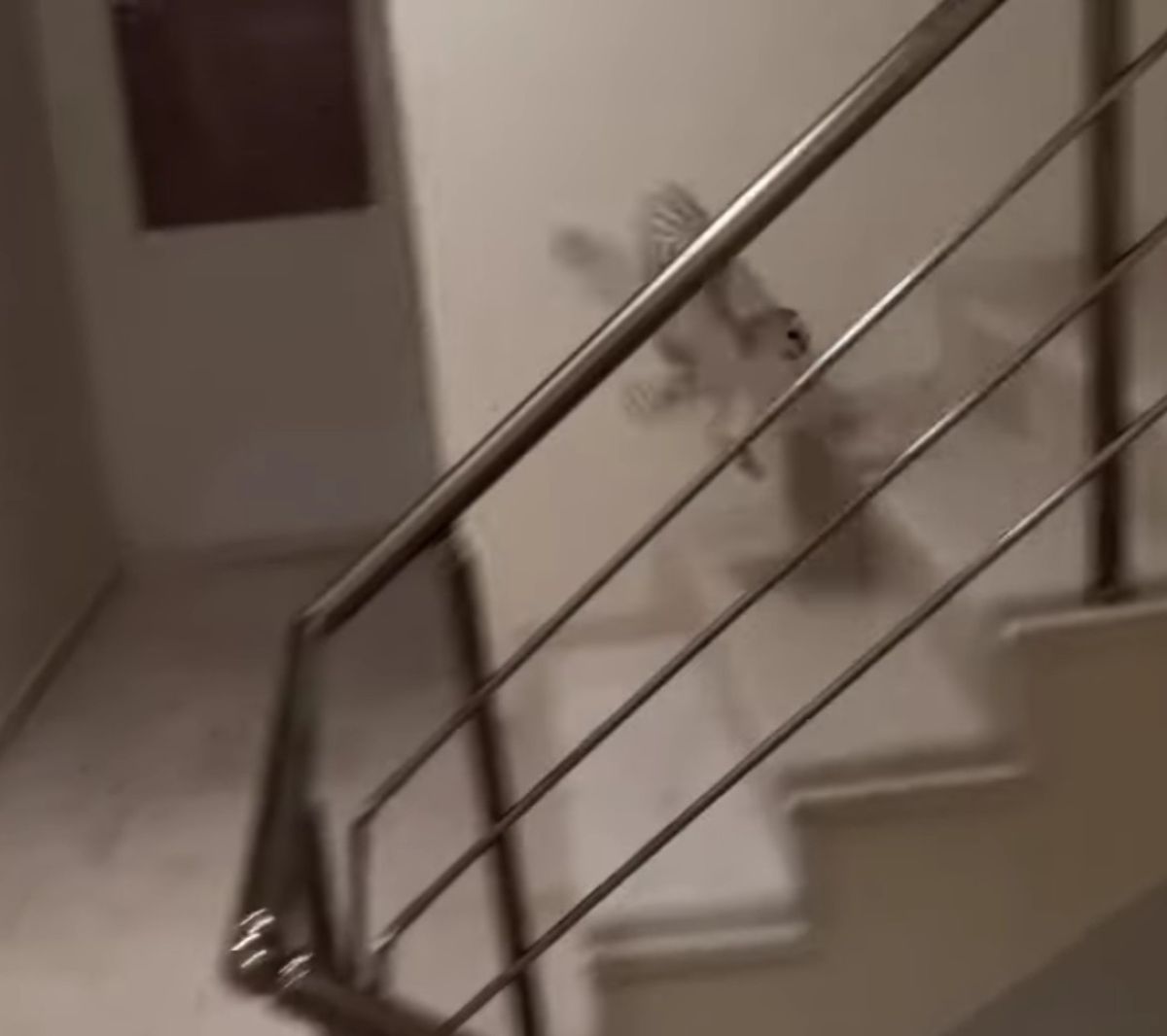 Bursa da merdiven boşluğuna düşen baykuş kurtarıldı #1