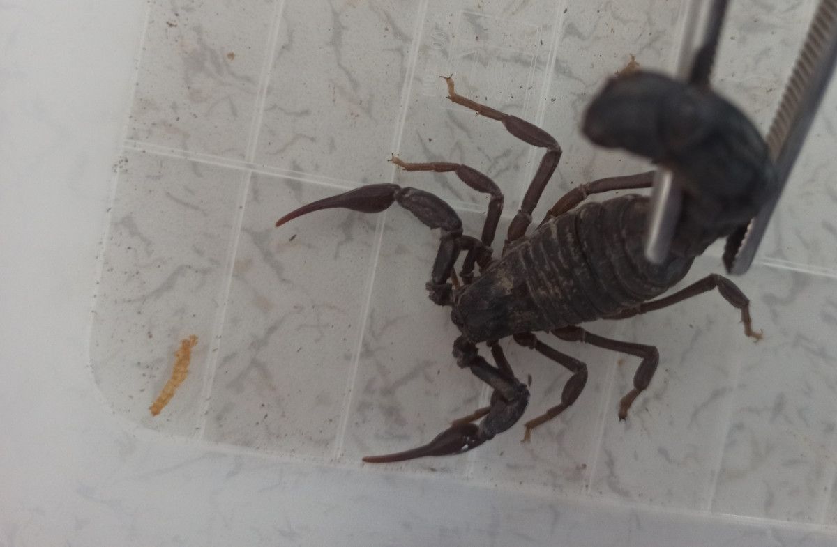 Mardin’de evinin altında 225 akrep yetiştiriyor #9