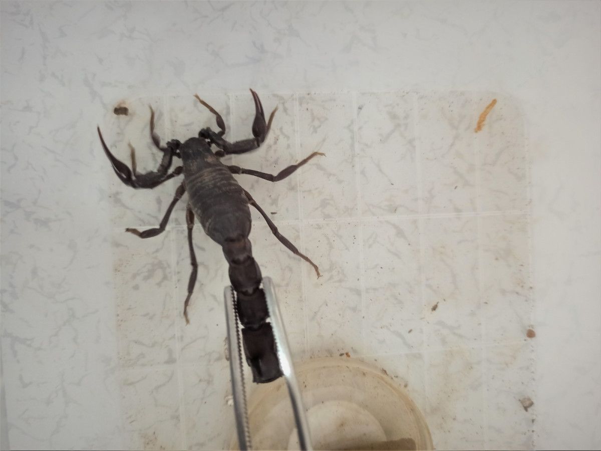 Mardin’de evinin altında 225 akrep yetiştiriyor #5