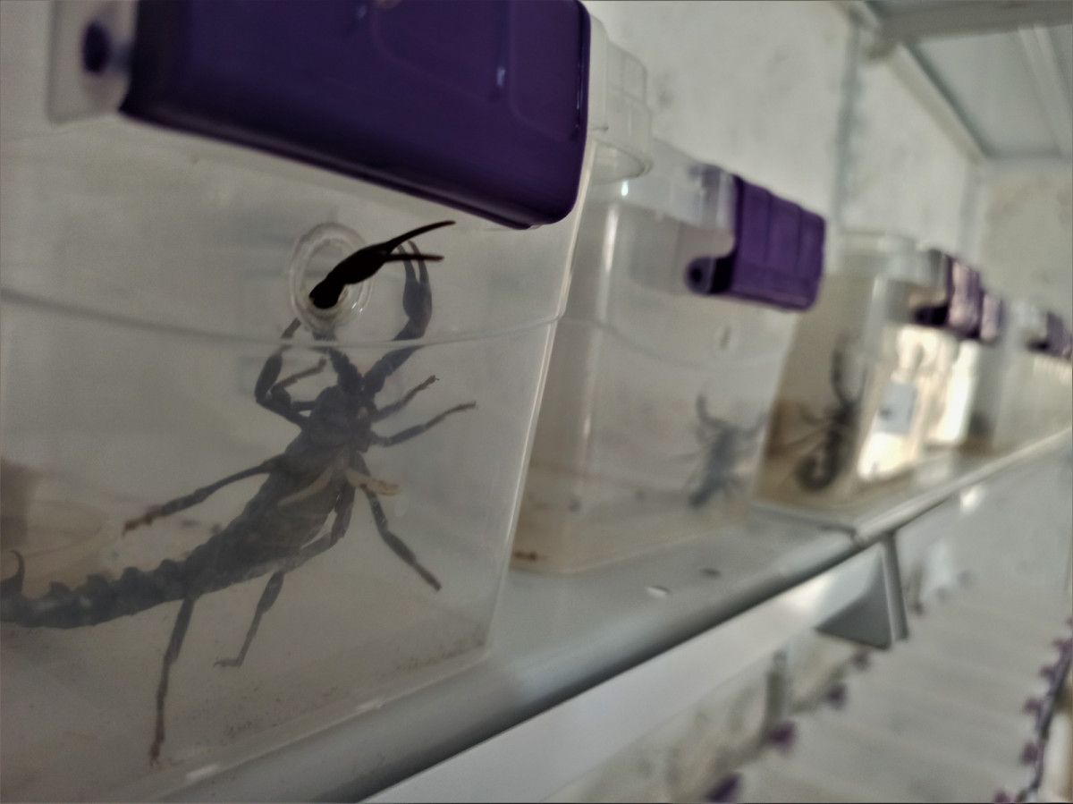 Mardin’de evinin altında 225 akrep yetiştiriyor #4