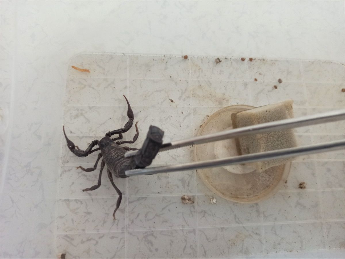 Mardin’de evinin altında 225 akrep yetiştiriyor #10