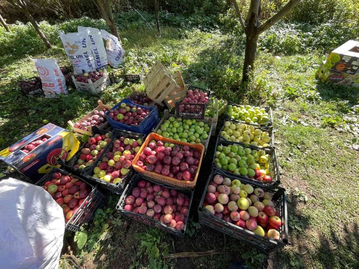 Bitlis’in Tatvan ilçesinde elma hasadı başladı #3