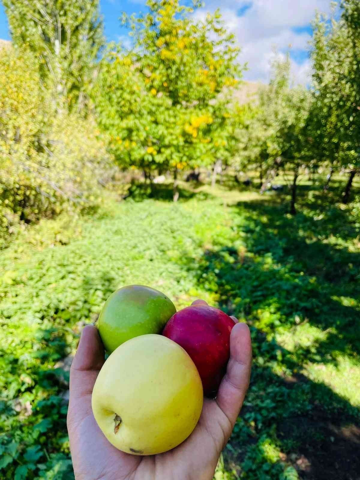 Bitlis’in Tatvan ilçesinde elma hasadı başladı #4