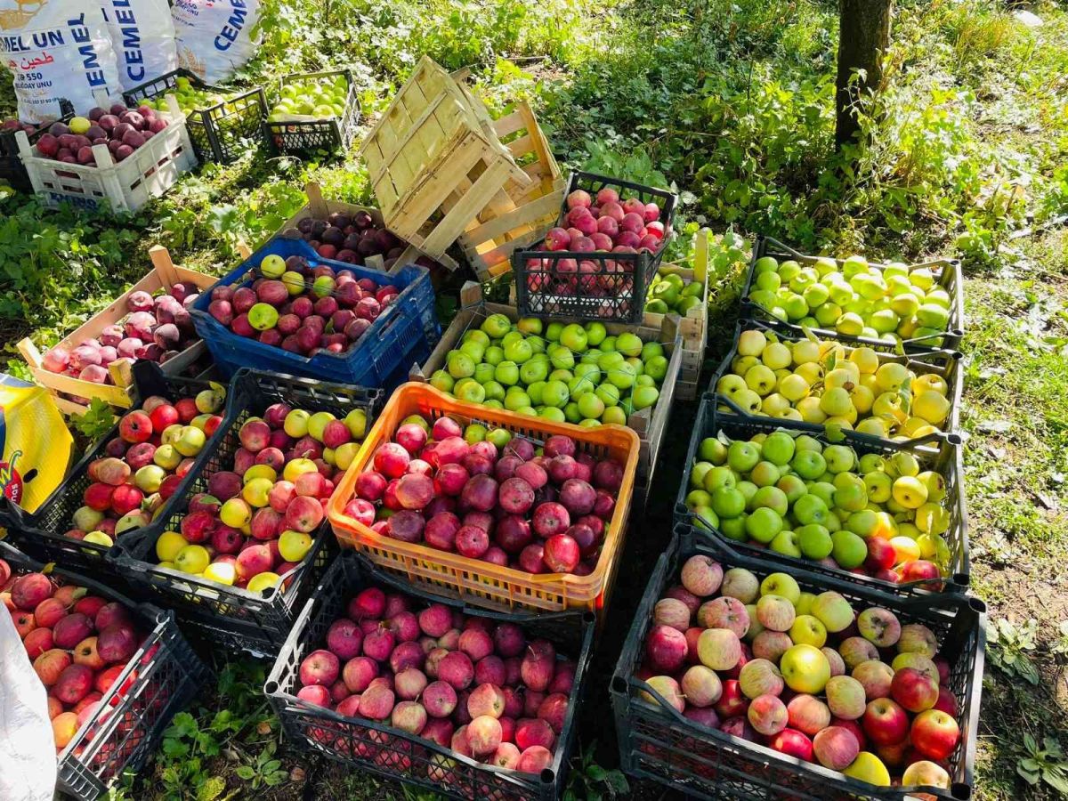 Bitlis’in Tatvan ilçesinde elma hasadı başladı #1