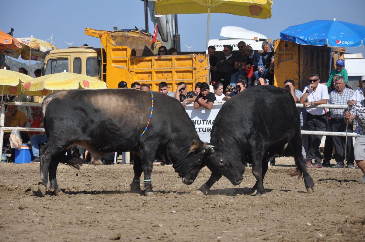 Muğla da boğa güreşleri yapıldı, hayvanseverler tepki gösterdi #4