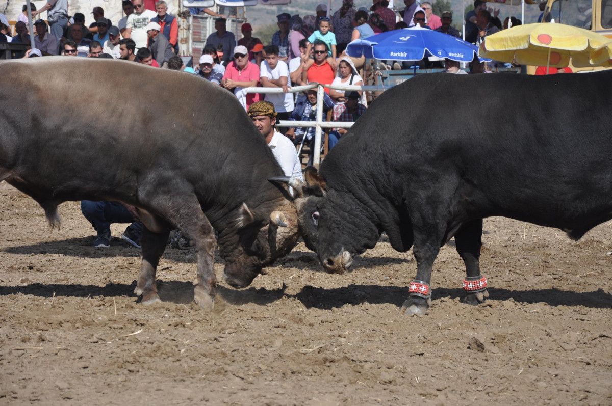 Muğla da boğa güreşleri yapıldı, hayvanseverler tepki gösterdi #3