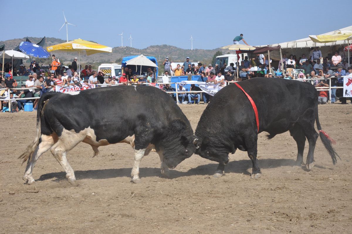 Muğla da boğa güreşleri yapıldı, hayvanseverler tepki gösterdi #6