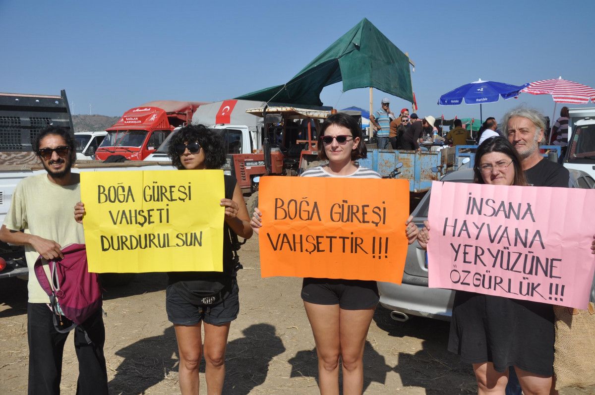 Muğla da boğa güreşleri yapıldı, hayvanseverler tepki gösterdi #2